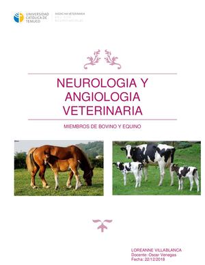 Neurología Y Angiologia De Bovino Y Equino