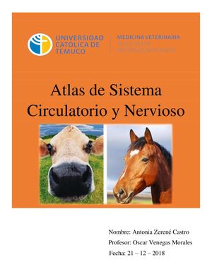 Atlas Sistema Circulatorio Y Nervioso