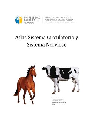 Atlas de Arterias y Nervios en Miembros Equinos y Bovinos