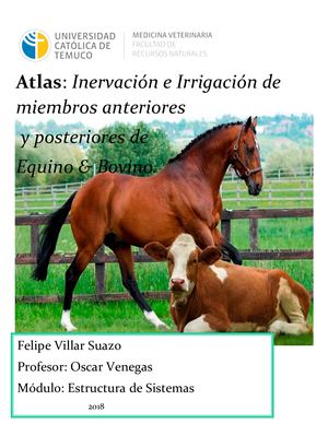 Atlas : Inervación e Irrigación de miembros anteriores y posteriores de Equino & Bovino.
