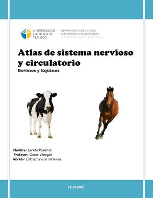Atlas De Sistema Nervioso Y Circulatorio