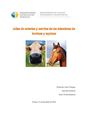 Atlas De Arterias Y Nervios De Los Miembros De Bovinos Y Equinos