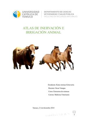 Atlas De Inervación E Irrigación De Miembro Anterior Y Posterior De Bovino Y Equino 3