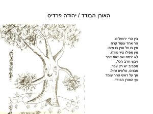 האורן הבודד