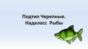Подтип Черепные Надкласс Рыбы