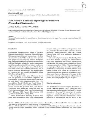 First record of Chaeteessa nigromarginata from Peru (Mantodea: Chaeteessidae)