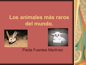 Los Animales Mas Raros Del Mundo