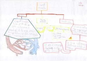 Aparell respiratori i circulatori