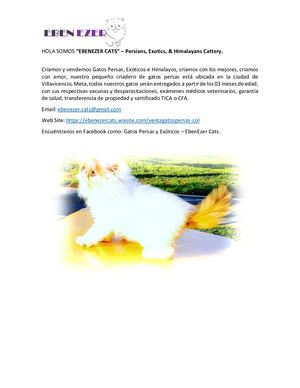 Eben Ezer Cattery- Criadero de Gatos Persas