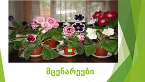 მცენარეები