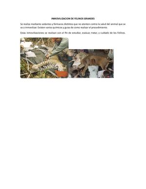 Inmovilizacion De Felinos