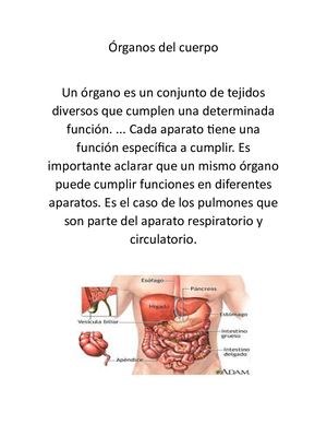ÓRganos Del Cuerpo