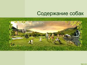 Виды содержания собак