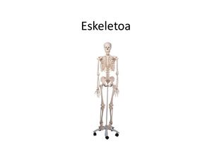 Eskeletoa