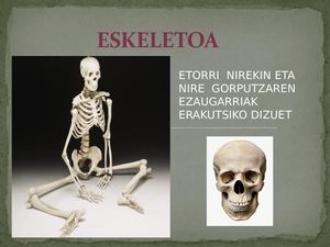 Eskeletoaren Informazioa