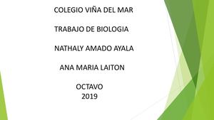 Taxonomia De Las Plantas