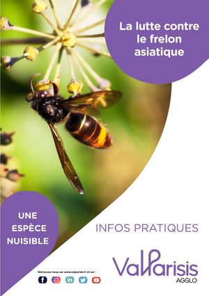 Info Frelon Asiatique