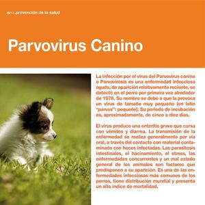 13 Parvovirus