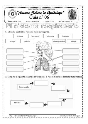 Sistema Respiratorio