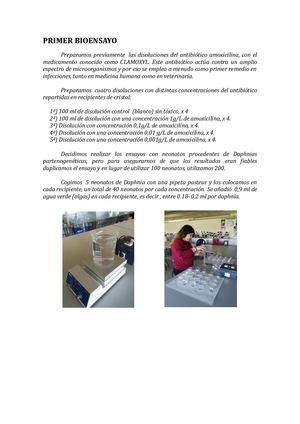 Primer Bioensayo