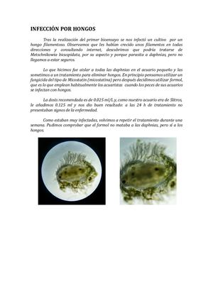 Contratiempo Infección Por Hongos