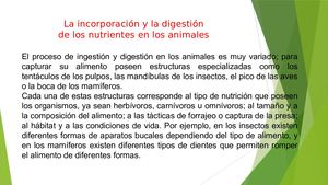 Tipos De Sistemas De Digestion
