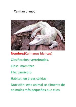Caiman Blanco