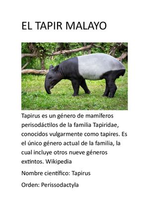 El Tapir Malayo