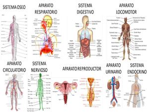 aparatos del cuerpo humano