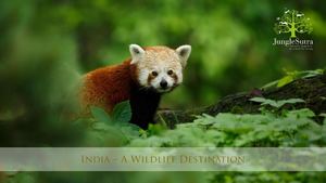 Jungle Sutra - Introduction To Indian Wilderness