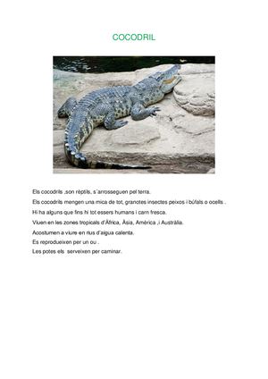 Cocodril