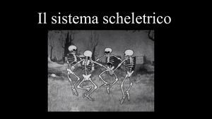 Sistema Scheletrico