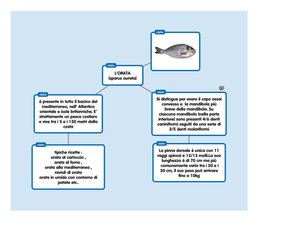 fauna del mar mediterraneo