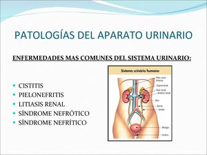 Patologias Del Aparato Urinario