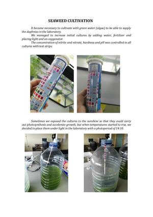 SEAWEED CULTIVATION