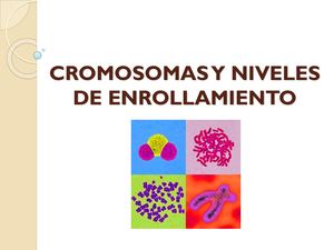 Conf 2 Cromosomas y Enrollamiento
