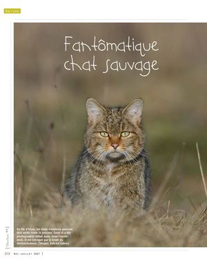 Fantômatique chat sauvage