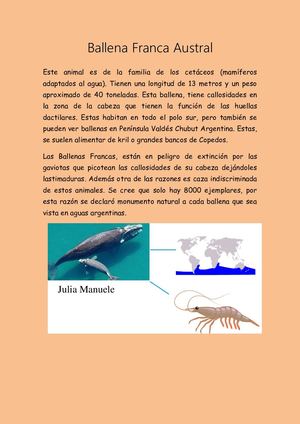 Ballena Franca Austral