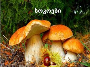 სოკოები +მ ფ