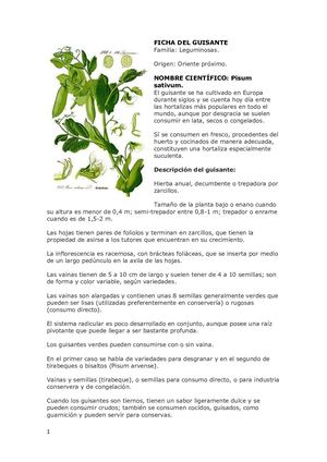 Fichaguisante