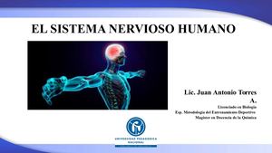 El Sistema Nervioso Humano