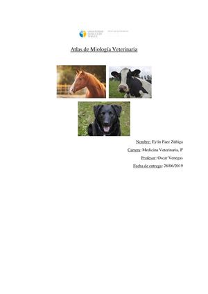 Atlas De Miologia Veterinaria Bovino, Canino y Equino