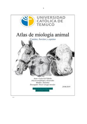 Atlas miologia animal