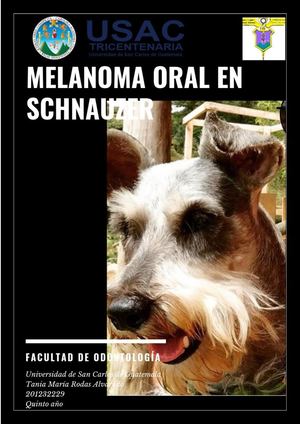 Melanoma Oral En Schnauzer