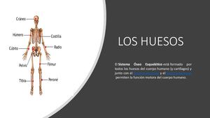 Diapositivas Los Huesos
