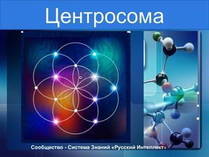 ЦЕНТРОСОМА