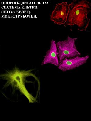 микротрубочки