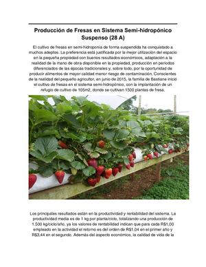 Producción De Fresas En Sistema Semi