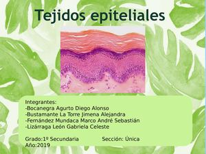 Tejidos Epiteliales