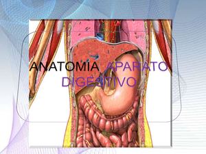 12 Anatomia Aparato Digestivo